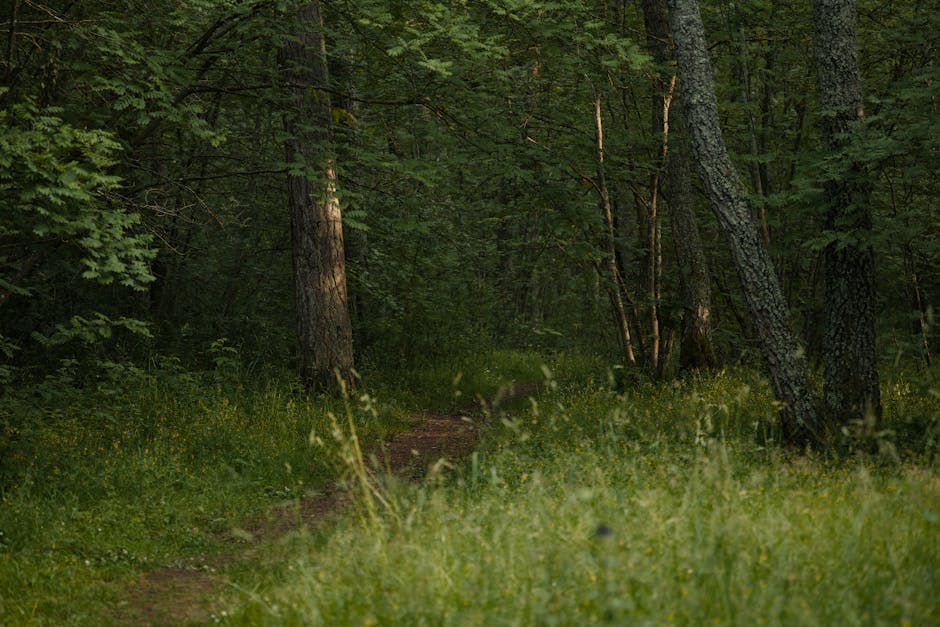 Lapad Coastal Forest Trail
