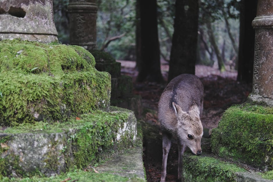 Nara's Secret Gardens and Zen Ponds